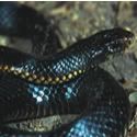 black snake Pictures, Images and Photos