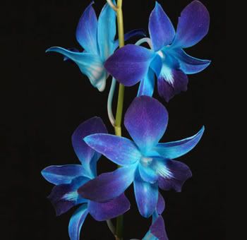 Blue Orchid Wedding Bouquets on Blue Orchid Wholeblossoms Jpg Blue Orchid Flower