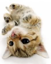 http://i931.photobucket.com/albums/ad152/giavanni6/Cuteykitty.jpg