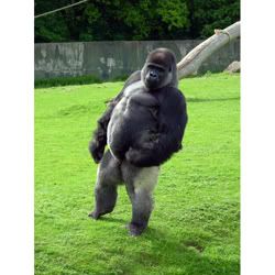 gorilla-front_1812433i.jpg