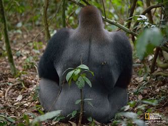 lowland-gorilla.jpg