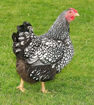 photo courtesy photobucket Silver Laced Wyandotte hen