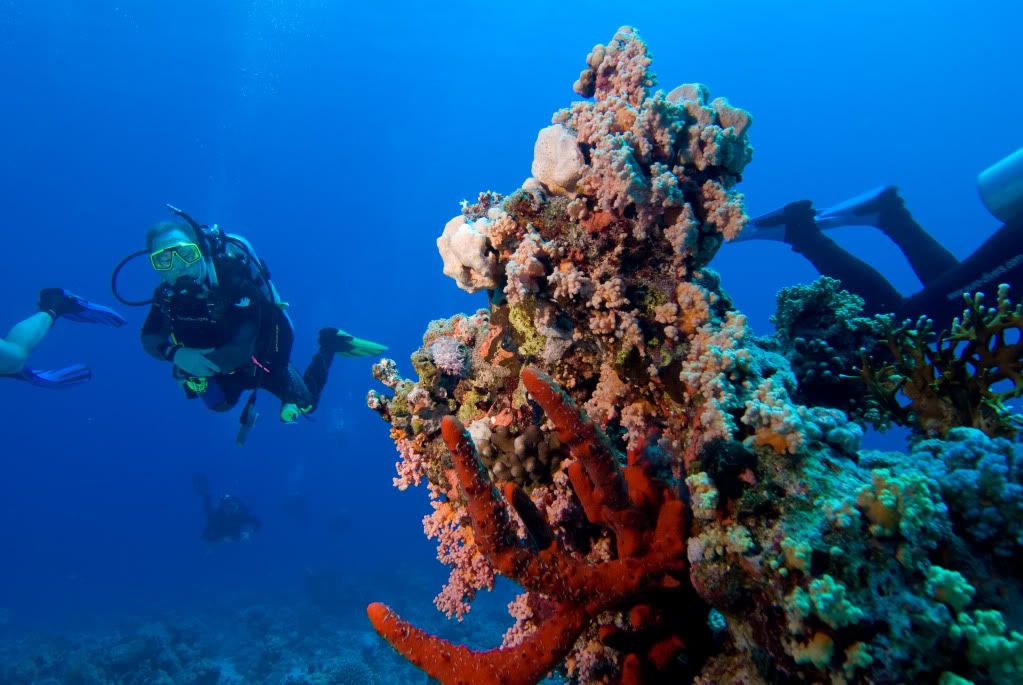 Reef Diving Pictures, Images and Photos