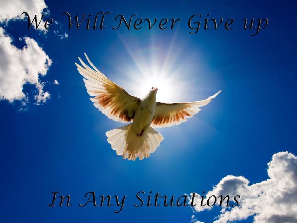 dove_bird.jpg