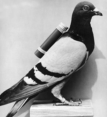 carrier_pigeon_zpsgy7ooqej.jpg