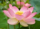 lotus*blossom Avatar