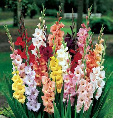 Gladiolas. Pictures, Images and Photos