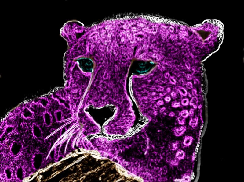 cheetah wallpaper. Purple Neon Cheetah