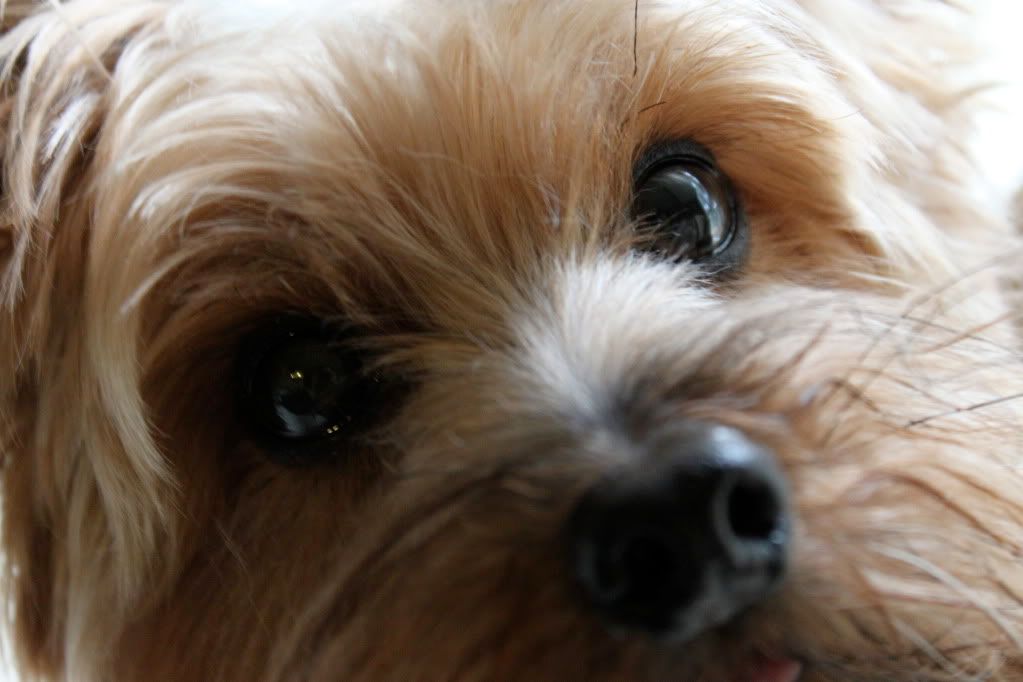 IMAGE: http://i931.photobucket.com/albums/ad157/yorkiepaws/IMG_0287.jpg