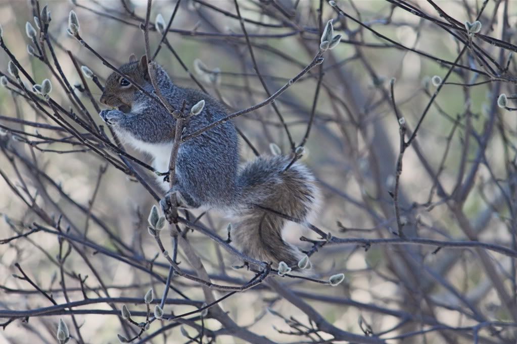 IMAGE: http://i931.photobucket.com/albums/ad157/yorkiepaws/IMG_1643_2.jpg