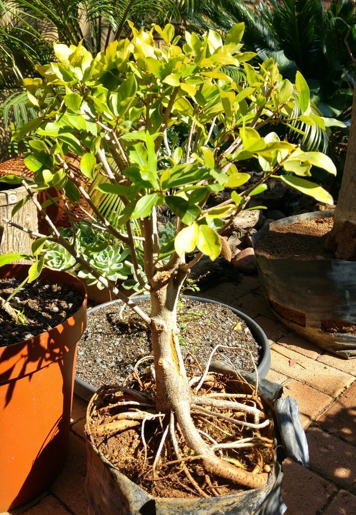 Serious bonsai cut Bonsai forum Bonsai Empire