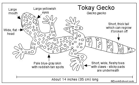 Gecko Anatomy (English Sub) | Indonesiageckoseller's Blog