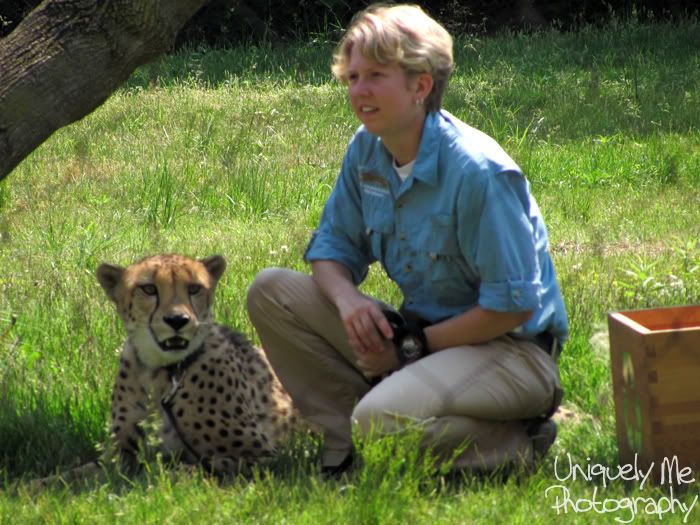 Cheetah with trainer