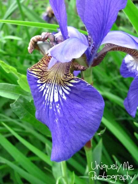 Purple Flower close-up