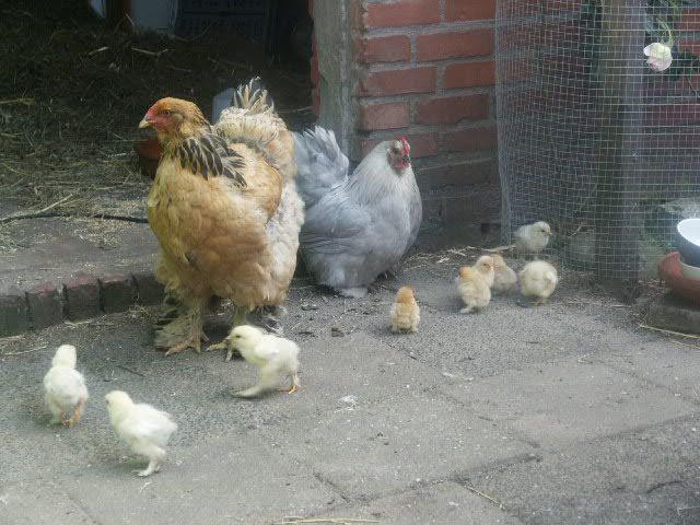 sjaan dot en de kids