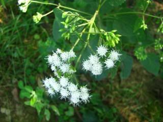 White Snakeroot Pictures, Images and Photos