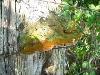 Mustard-yellow Polypore