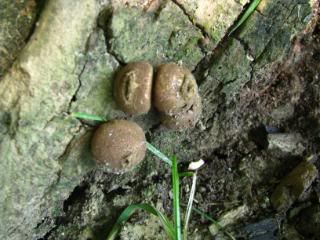 Possibly Carbon Balls or Red Cushion Hypoxylon