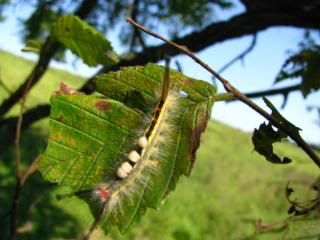 Does anyone have any idea what type of caterpillar this is?? My Audubon Field Guide to Butterflies didnt have anything similar.
