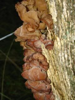Possibly Bear Lentinus