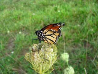 Im not sure if the tip of the wing on this monarch butterfly was damaged or not, but it sat very still while I snapped photo after photo. Thank you, friendly butterfly.