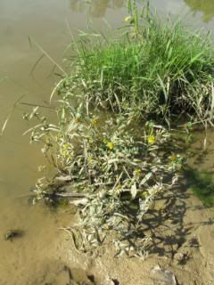 We think the foremost plant might be water buttercup.
