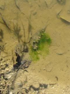 Algae