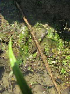 Duckweed
