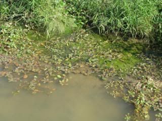 Pondweed
