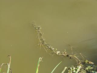 An underwater root