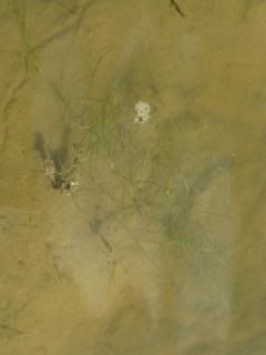 Possibly hornwort