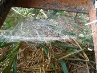 Sheet Web