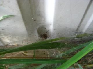 Funnel Web