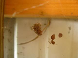 And I couldnt pass up this picture of spiderlings that recently emerged from their egg sack!