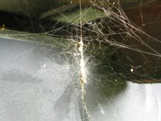 Tangle Web