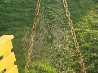 Orb Web