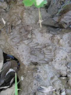 Racoon prints in mud at the edge of a creek