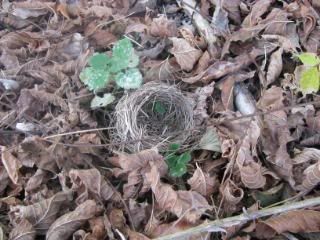 This perfect tiny birds nest was resting just below the tree it fell from.