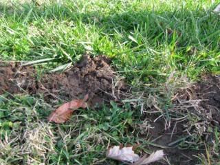 A moles route maybe?