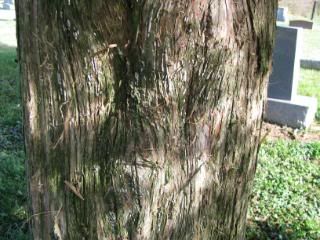 We arent entirely sure this tree has been scratched by an animal, but possibly.