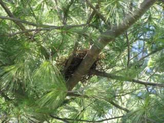 This is a super time of the year for observing birds nests in trees in our neck of the woods.