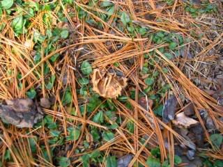 The remains of a cracked nut and shell were found just below a conifer tree. Some busy little critter must have been hiding here as he or she devoured the meat.