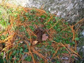 Whether you want to think about it or not, scat (poop) is definitely a sign that an animal has been near.