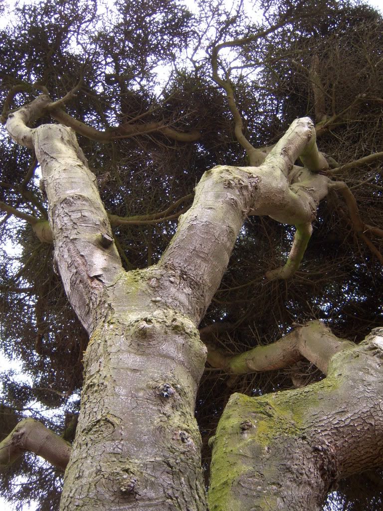 Old tree i was fixated with in Fort George Pictures, Images and Photos