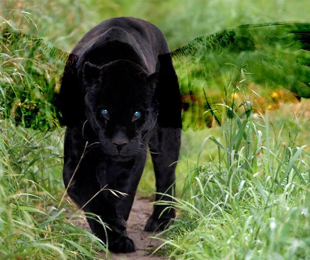 black jaguar Pictures, Images and Photos